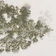 Zhang Wen Hai - mars